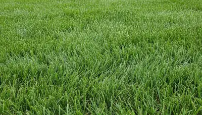 Close-up of freshly mowed green grass showing professional lawn care quality in Spokane, WA