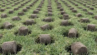 Close-up of soil core plugs after professional lawn aeration on Spokane, WA turf by Chop Chop Landscaping