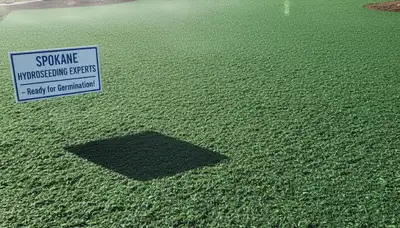 Freshly hydroseeded lawn showing even green slurry coverage by Chop Chop Landscaping in Spokane, WA